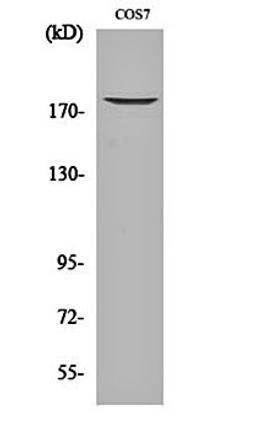 Western blot analysis of COS7 cell lysates using EGFR (phospho-T678) antibody