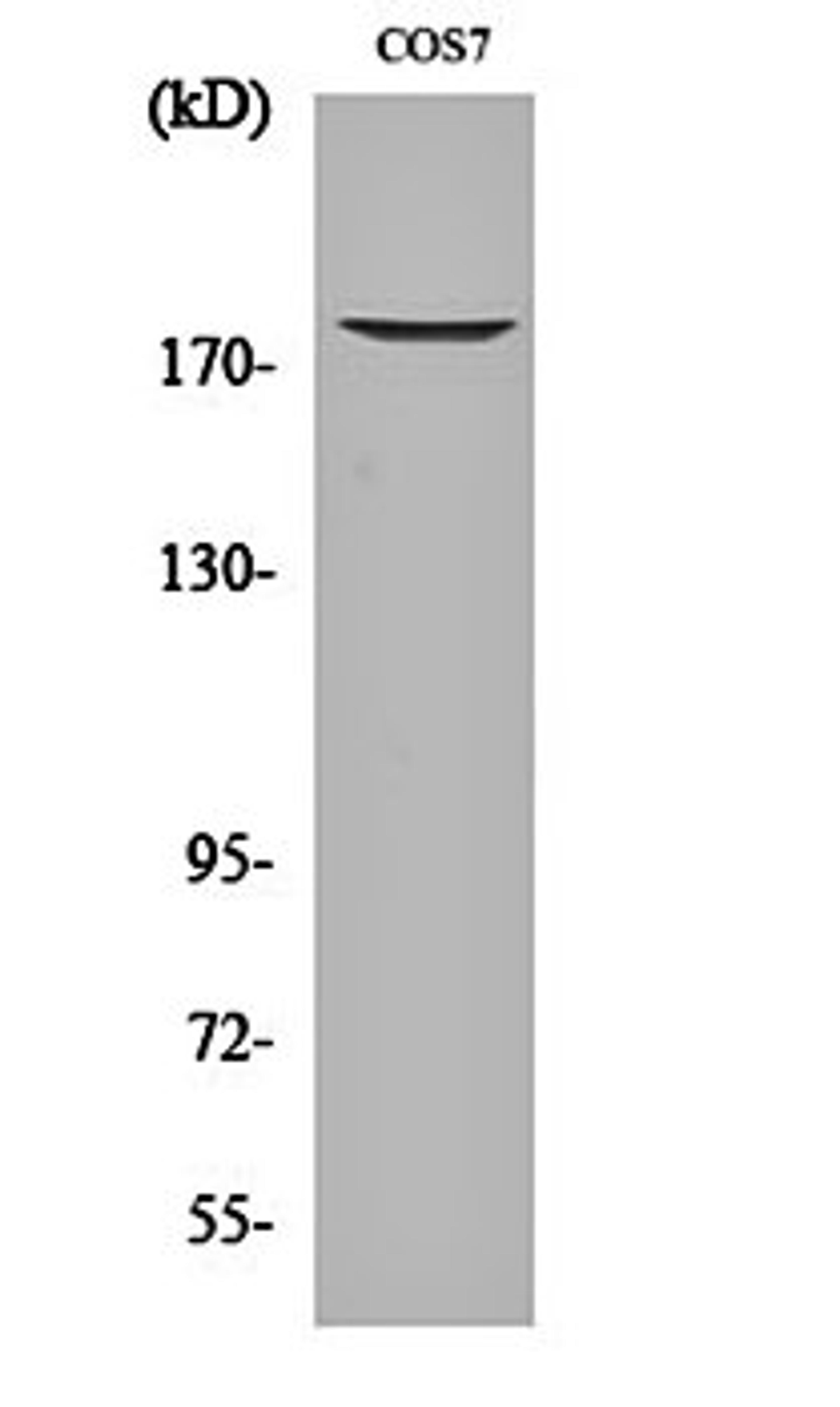 Western blot analysis of COS7 cell lysates using EGFR (phospho-T678) antibody