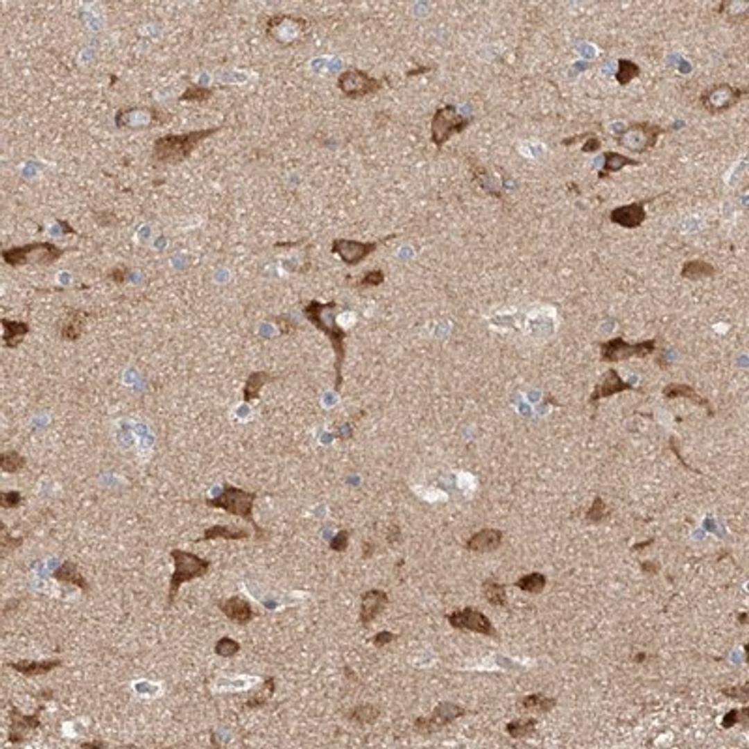 Immunohistochemistry-Paraffin: Mitofusin 2 Antibody [NBP1-85477] - Staining of human cerebral cortex shows strong cytoplasmic positivity in neuronal cells.