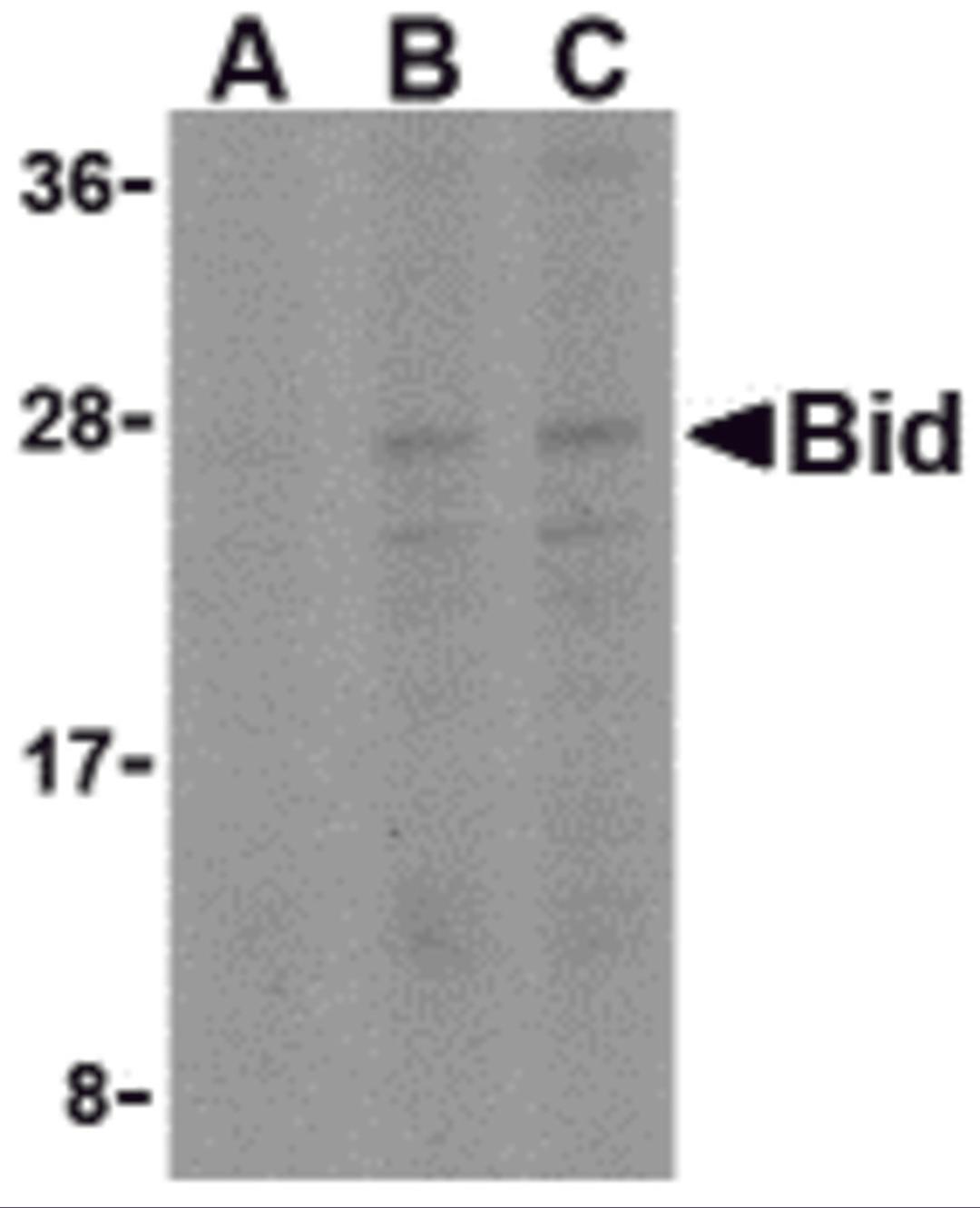 Western blot analysis of Bid in A549 cell lysates with Bid antibody at (A) 0.5, (B) 1, and (C) 2 μg/mL.