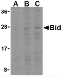 Western blot analysis of Bid in A549 cell lysates with Bid antibody at (A) 0.5, (B) 1, and (C) 2 μg/mL.