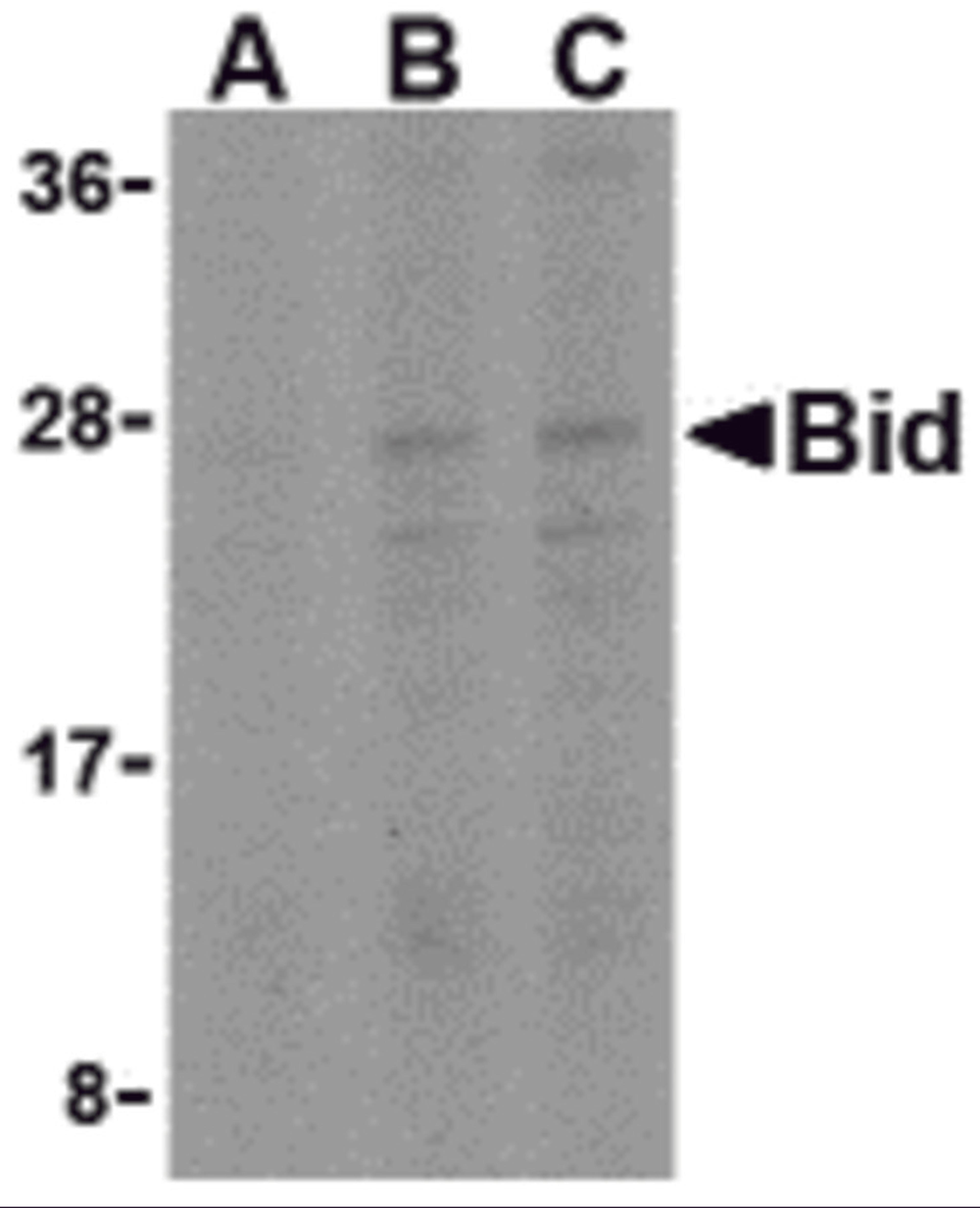 Western blot analysis of Bid in A549 cell lysates with Bid antibody at (A) 0.5, (B) 1, and (C) 2 μg/mL.