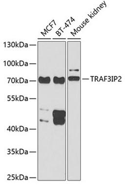 Western blot - TRAF3IP2 antibody (A6776)