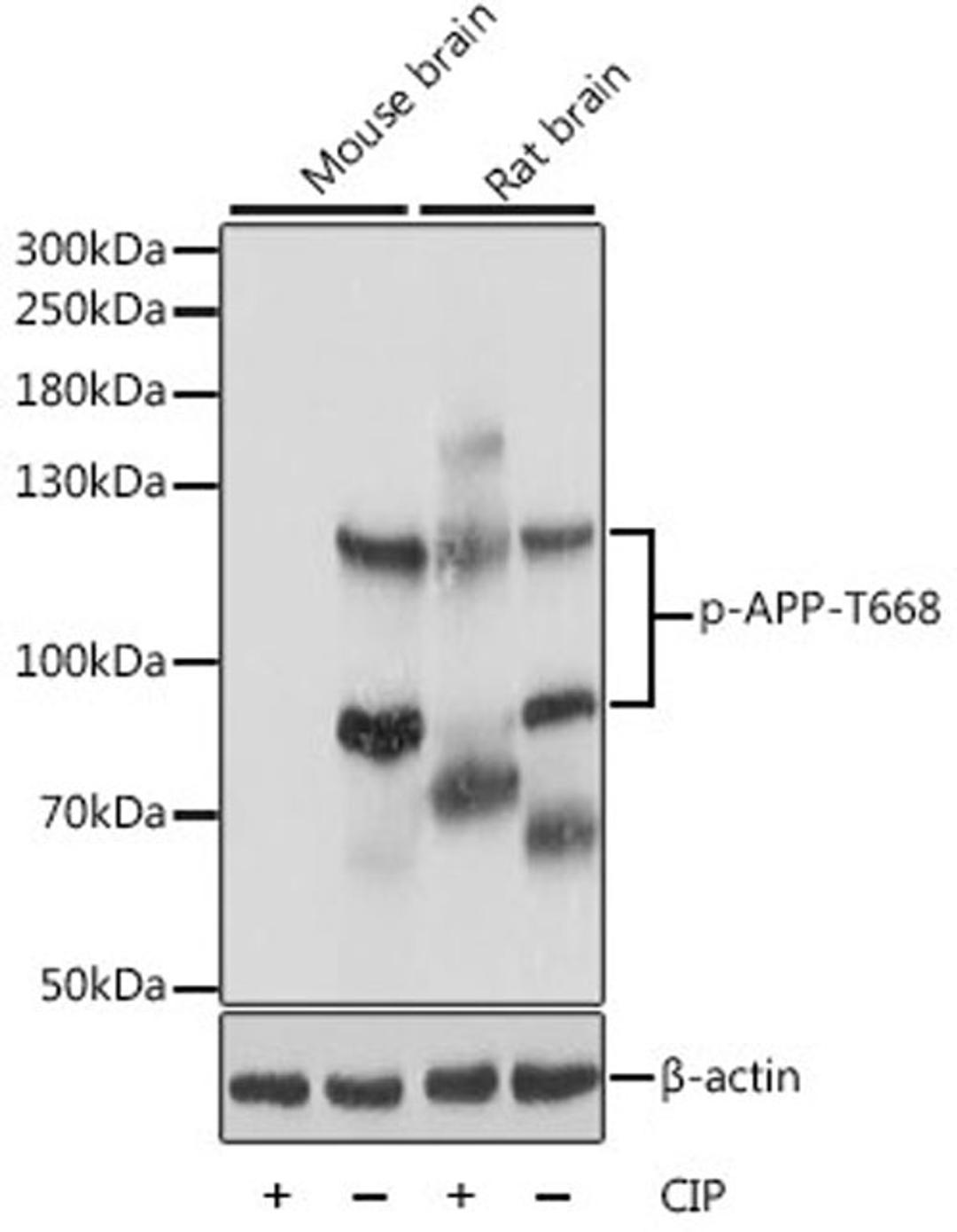 Western blot - Phospho-APP-T668 antibody (AP0006)