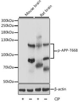 Western blot - Phospho-APP-T668 antibody (AP0006)