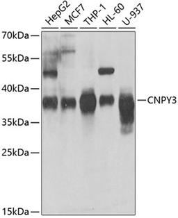 Western blot - CNPY3 antibody (A7176)