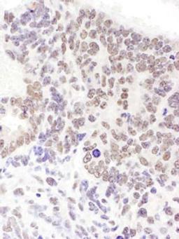 Detection of mouse SRp55 by immunohistochemistry.