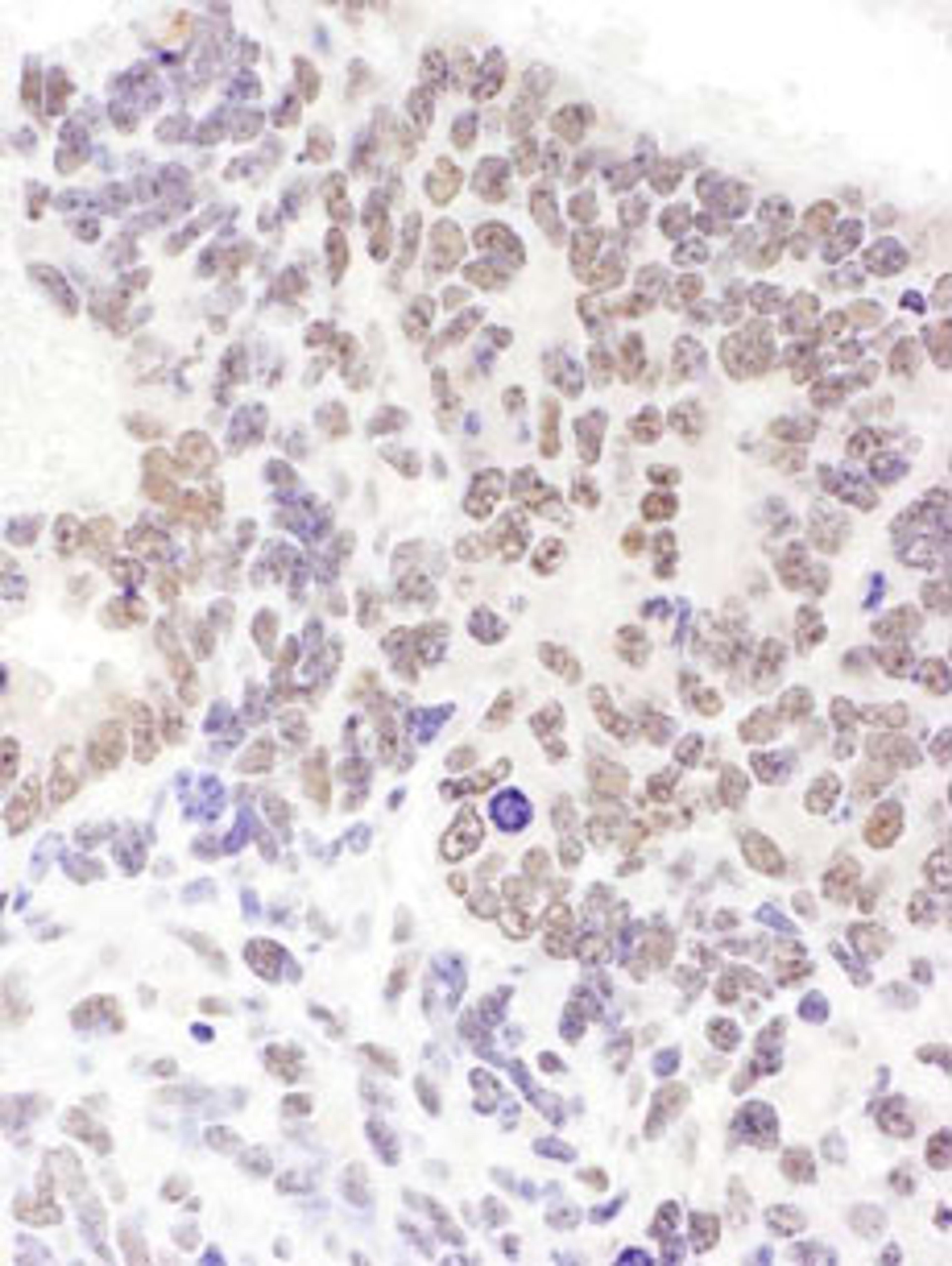 Detection of mouse SRp55 by immunohistochemistry.