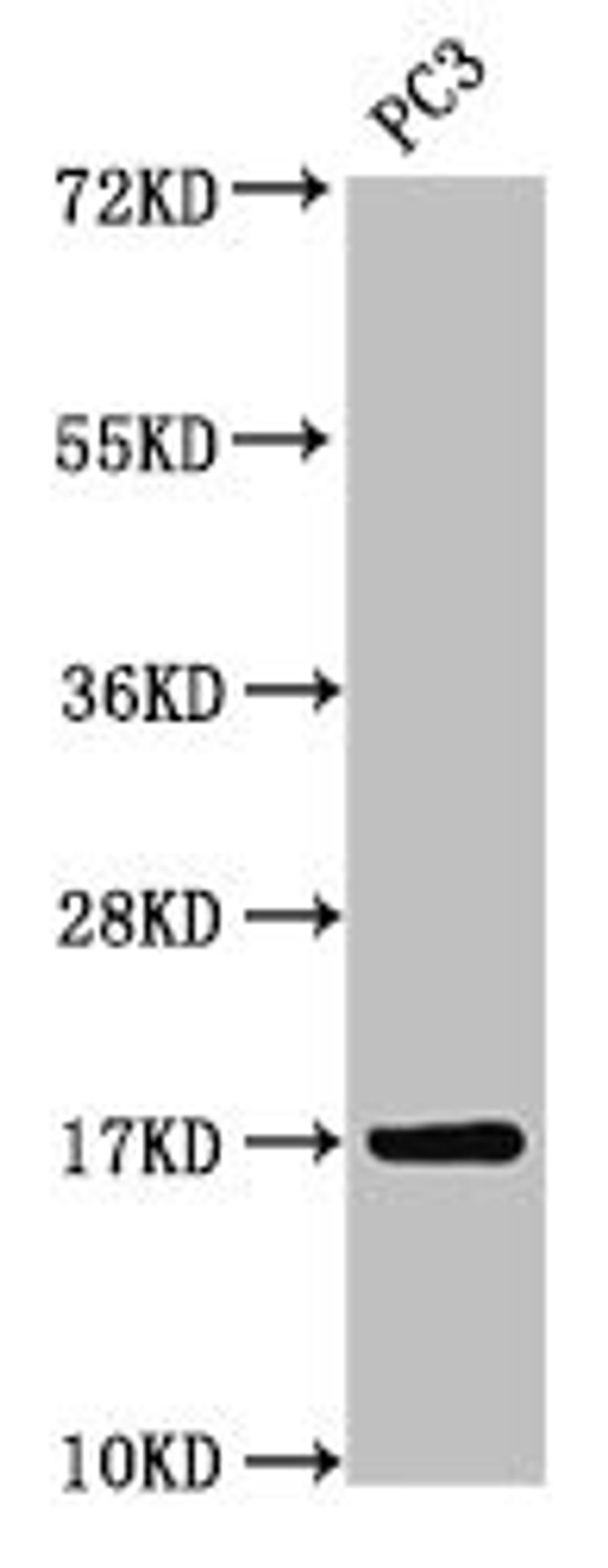 Western Blot. Positive WB detected in: PC-3 whole cell lysate. All lanes: MGST3 antibody at 3.5µg/ml. Secondary. Goat polyclonal to rabbit IgG at 1/50000 dilution. Predicted band size: 17 kDa. Observed band size: 17 kDa