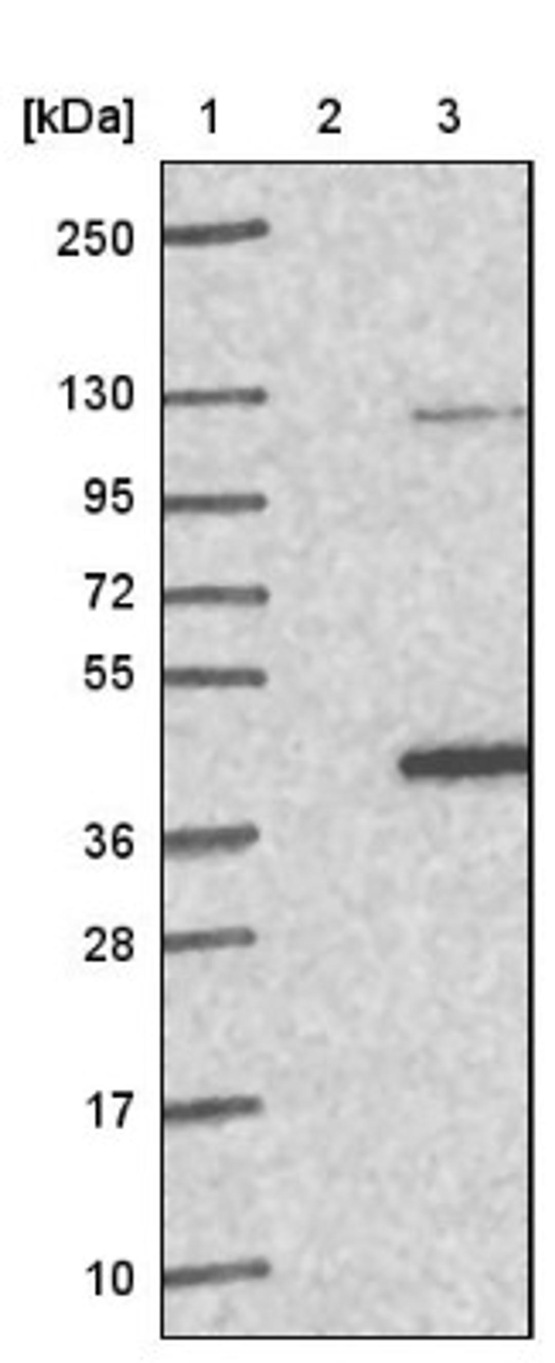 Western Blot: C20orf195 Antibody [NBP1-82667] - Lane 1: Marker [kDa] 250, 130, 95, 72, 55, 36, 28, 17, 10<br/>Lane 2: Negative control (vector only transfected HEK293T lysate)<br/>Lane 3: Over-expression lysate (Co-expressed with a C-terminal myc-DDK tag (~3.1 kDa) in mammalian HEK293T cells, LY411377)