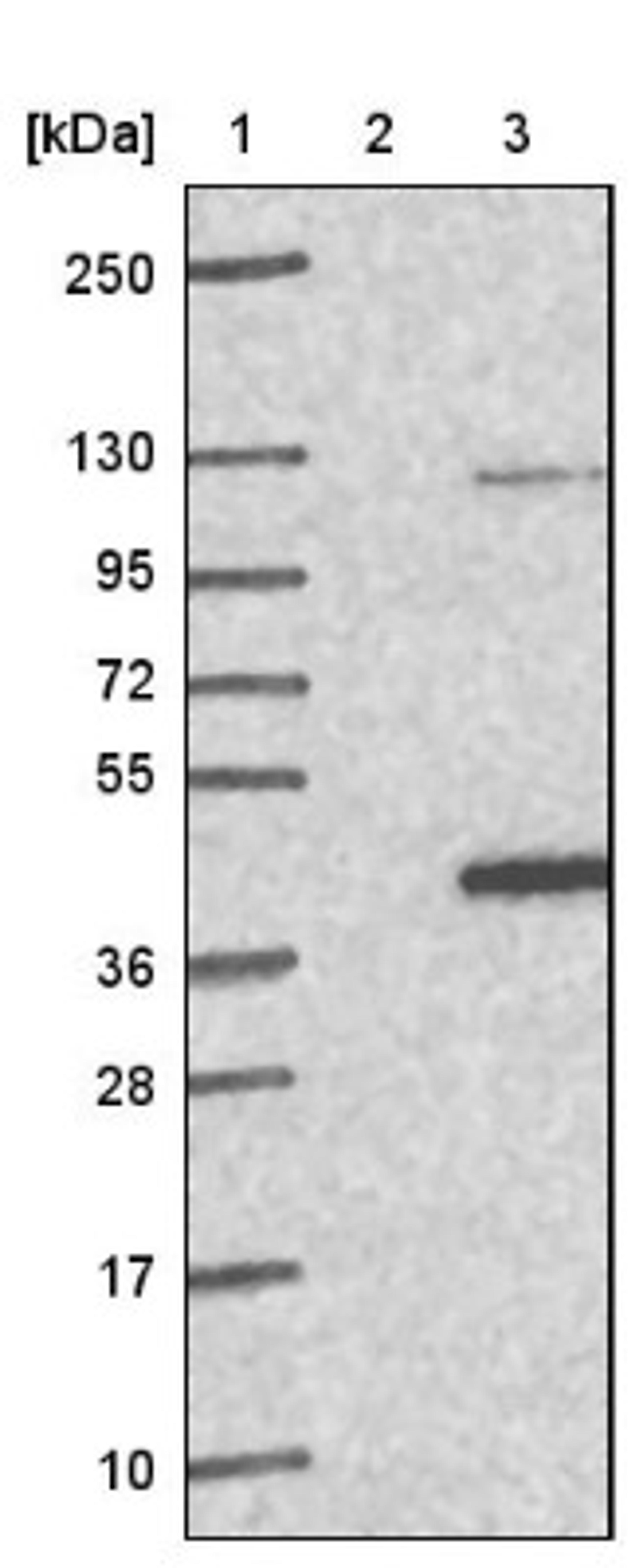 Western Blot: C20orf195 Antibody [NBP1-82667] - Lane 1: Marker [kDa] 250, 130, 95, 72, 55, 36, 28, 17, 10<br/>Lane 2: Negative control (vector only transfected HEK293T lysate)<br/>Lane 3: Over-expression lysate (Co-expressed with a C-terminal myc-DDK tag (~3.1 kDa) in mammalian HEK293T cells, LY411377)