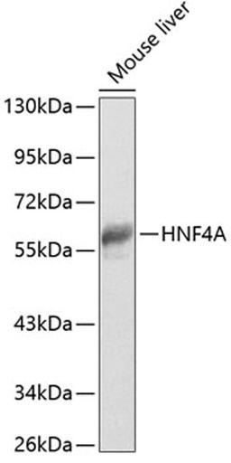 Western blot - HNF4A antibody (A13998)