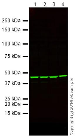 Western blot - Anti-beta Actin antibody (ab8227)