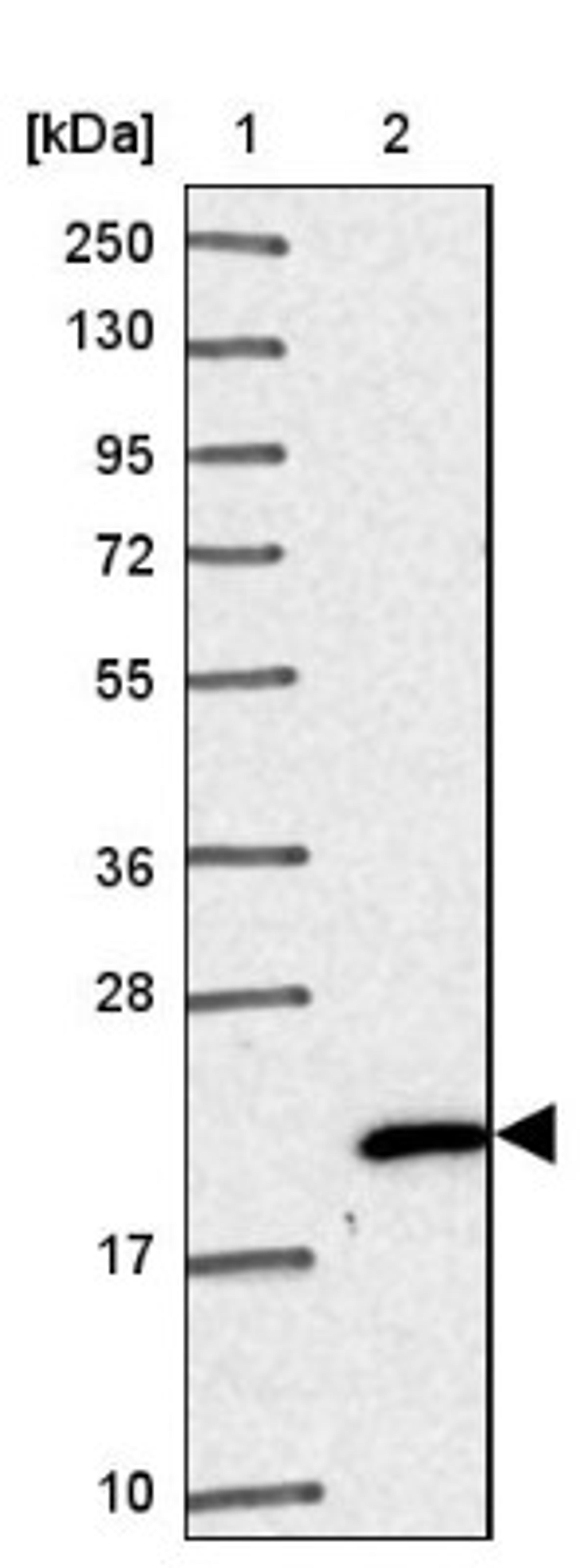 Western Blot: NHP2 Antibody [NBP2-38626] - Lane 1: Marker [kDa] 250, 130, 95, 72, 55, 36, 28, 17, 10<br/>Lane 2: RT-4