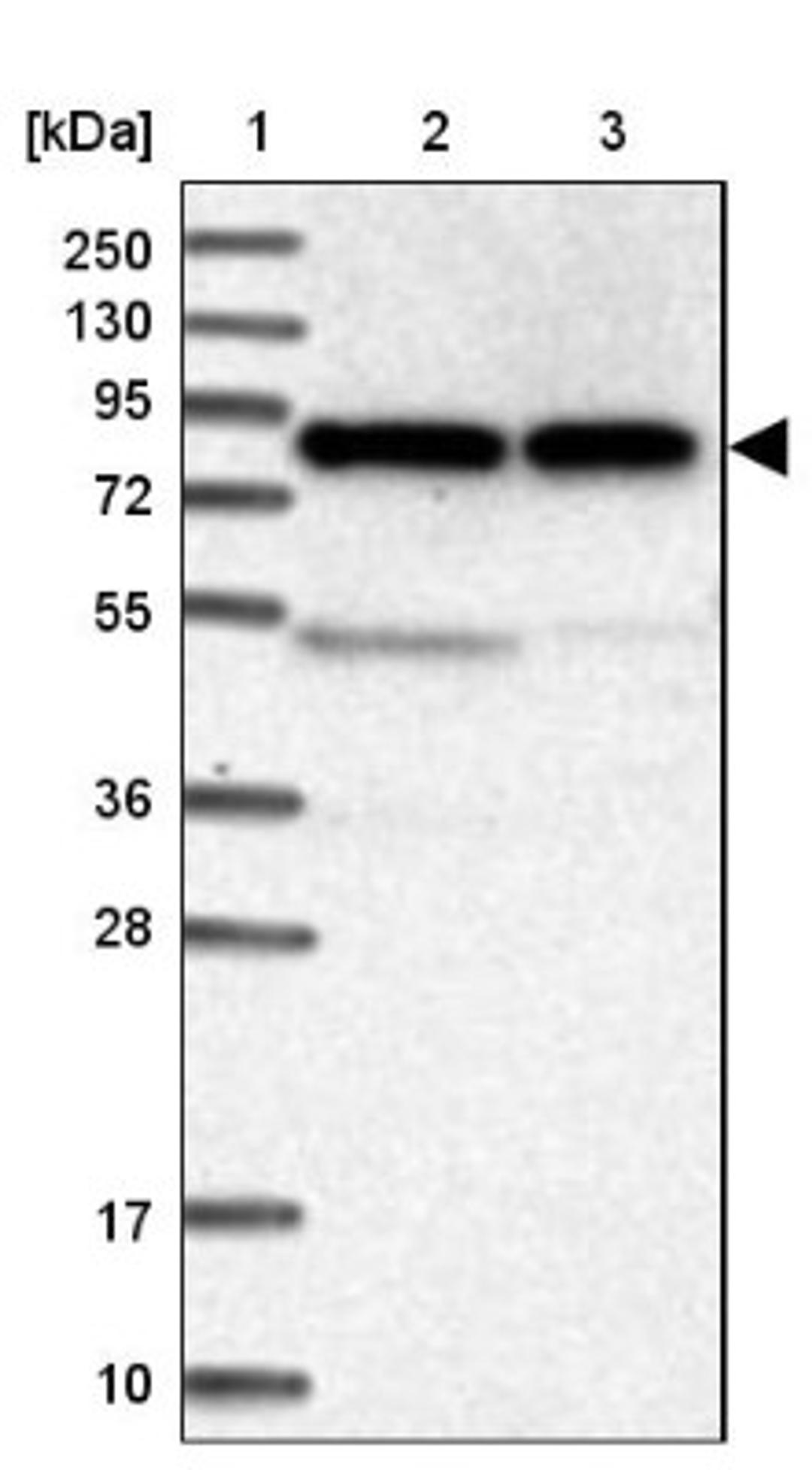 Western Blot: CNOX Antibody [NBP1-88152] - Lane 1: Marker [kDa] 250, 130, 95, 72, 55, 36, 28, 17, 10<br/>Lane 2: Human cell line RT-4<br/>Lane 3: Human cell line U-251MG sp