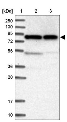 Western Blot: CNOX Antibody [NBP1-88152] - Lane 1: Marker [kDa] 250, 130, 95, 72, 55, 36, 28, 17, 10<br/>Lane 2: Human cell line RT-4<br/>Lane 3: Human cell line U-251MG sp