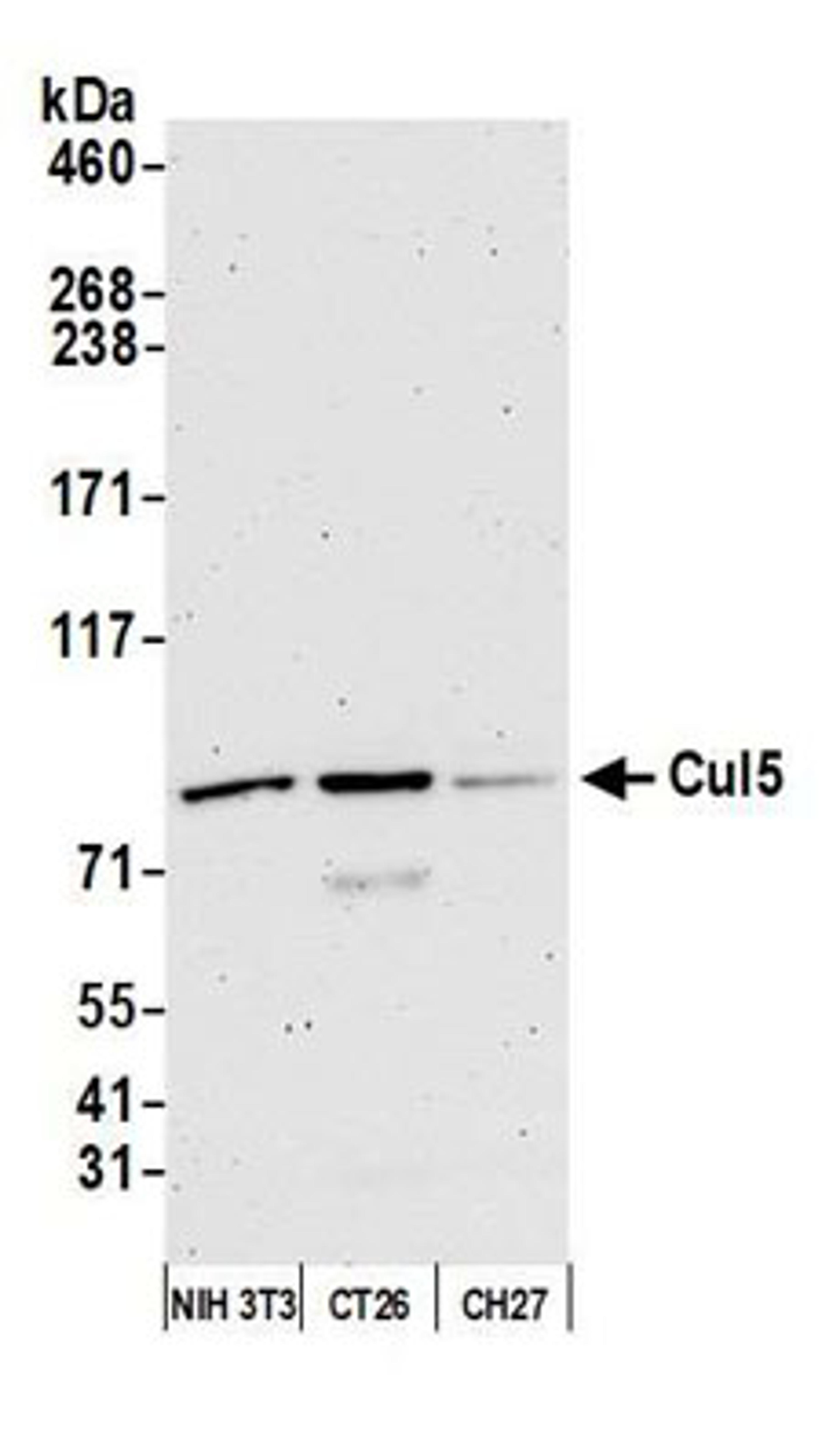 Detection of mouse Cul5 by western blot.