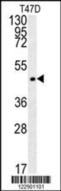 Western blot analysis in T47D cell line lysates (35ug/lane).