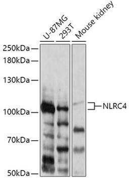 Western blot - NLRC4 antibody (A13117)