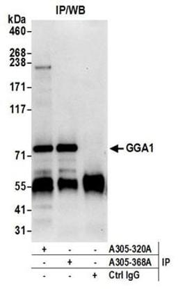 Detection of human GGA1 by western blot of immunoprecipitates.