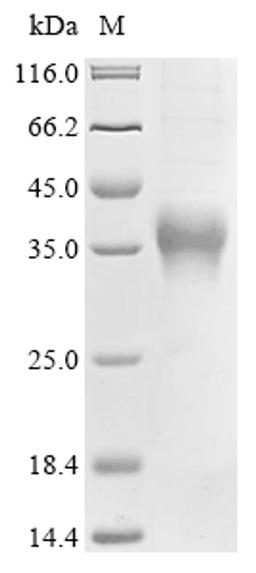 (Tris-Glycine gel) Discontinuous SDS-PAGE (reduced) with 5% enrichment gel and 15% separation gel.