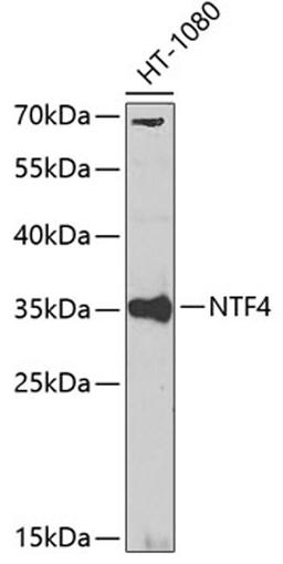 Western blot - NTF4 antibody (A0912)