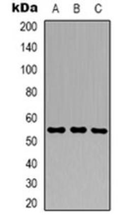 Western blot analysis of GSPT1 expression in Hela (Lane 1), HepG2 (Lane 2), NIH3T3 (Lane 3) whole cell lysates using GSPT1 antibody