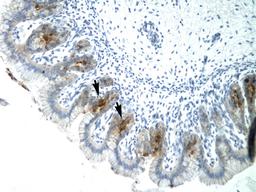 Antibody used in IHC on Human Stomach.