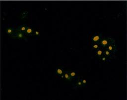 Immunofluorescence analysis of plasmids encoding isoprenylated protein and visualized using Farnesyl antibody