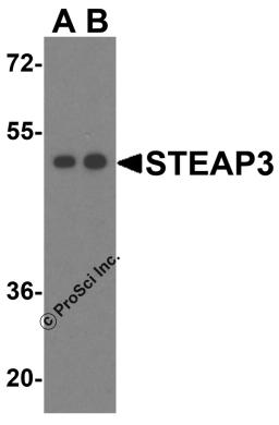 Western blot analysis of STEAP3 in HeLa cell lysate with STEAP3 antibody at (A) 1 and (B) 2 &#956;g/mL.