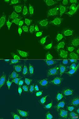 Immunofluorescence - L2HGDH antibody (A15192)