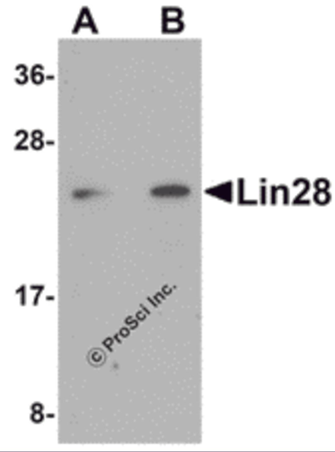 Western blot analysis of Lin28 in Raji cell lysate with Lin28 antibody at (A) 1 and (B) 2 &#956;g/mL.