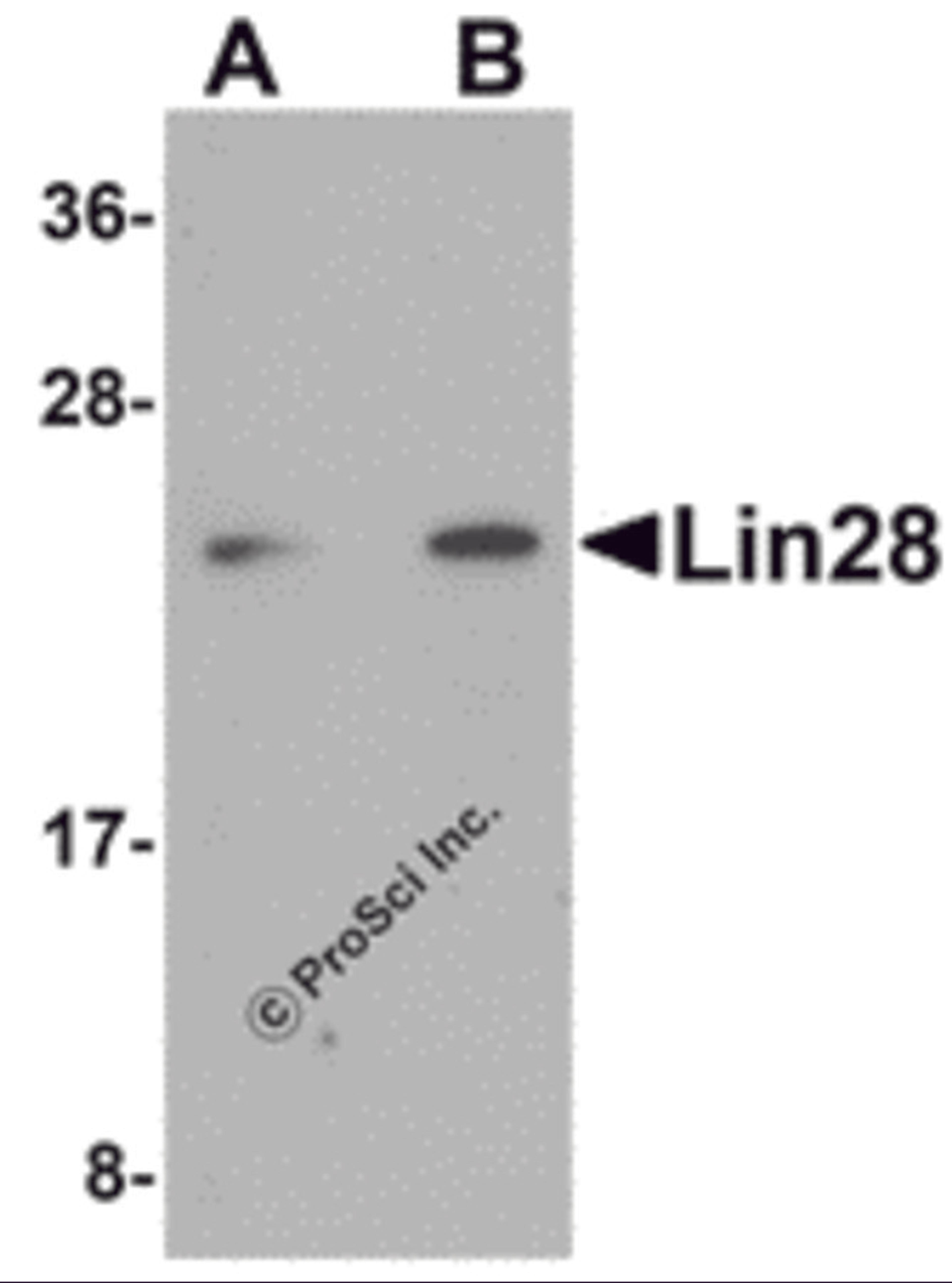 Western blot analysis of Lin28 in Raji cell lysate with Lin28 antibody at (A) 1 and (B) 2 μg/mL.