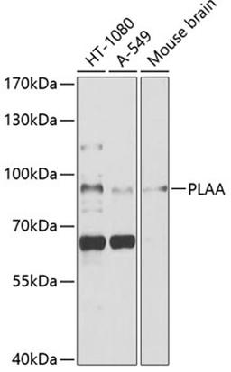 Western blot - PLAA antibody (A4294)