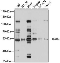 Western blot - RORC antibody (A10240)