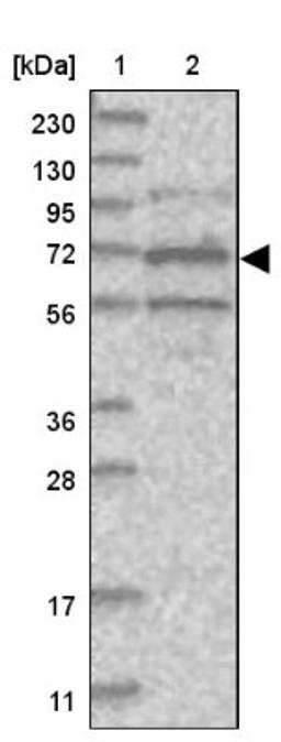 Immunohistochemistry: ANKRD56 Antibody [NBP1-90905] - Lane 1: Marker [kDa] 230, 130, 95, 72, 56, 36, 28, 17, 11<br/>Lane 2: Human cell line RT-4