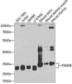 Western blot - PSMD8 antibody (A6955)