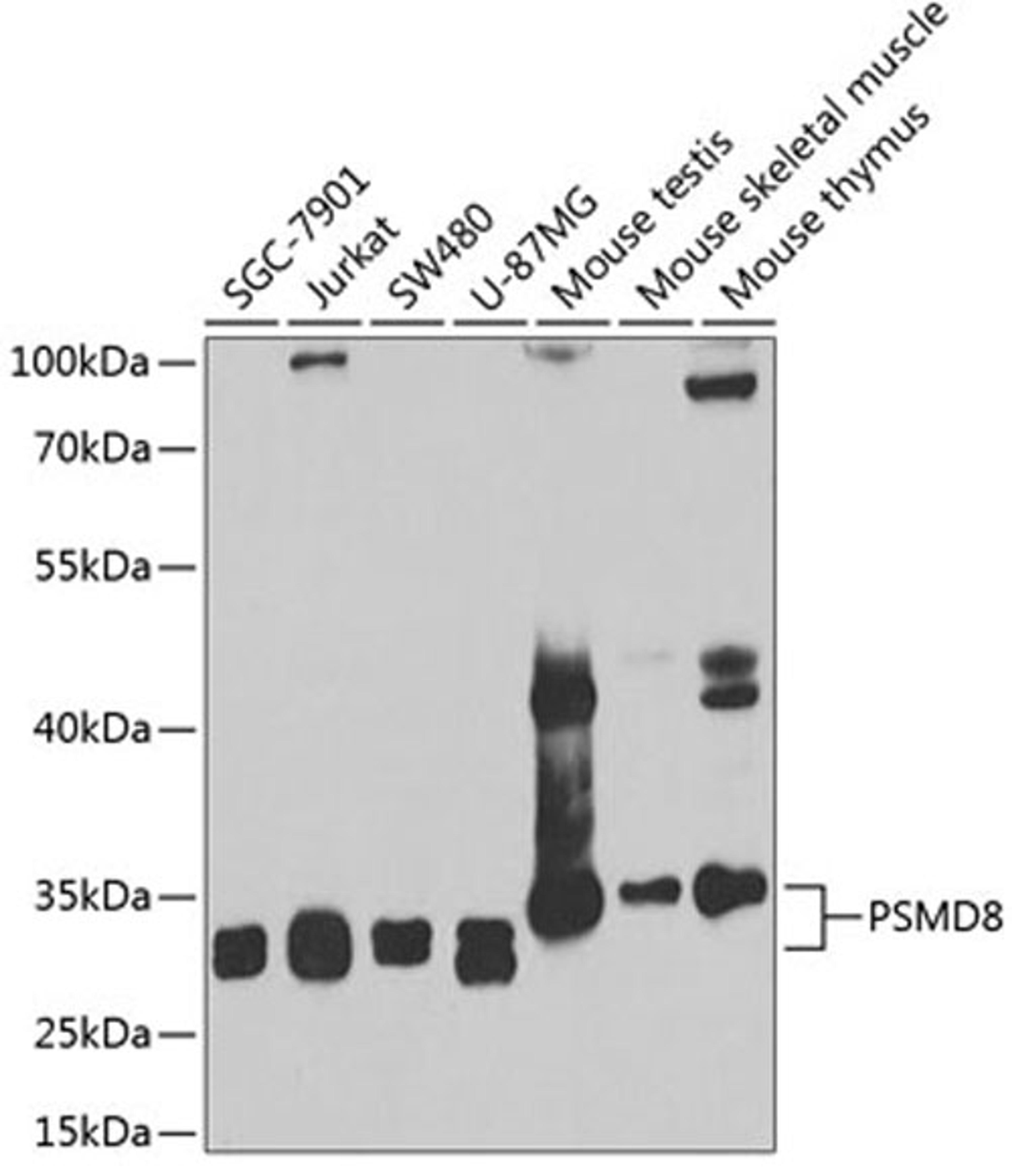 Western blot - PSMD8 antibody (A6955)