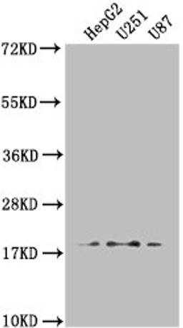 Western Blot. Positive WB detected in: HepG2 whole cell lysate, U251 whole cell lysate, U87 whole cell lysate. All lanes: ARL2BP antibody at 1:1000. Secondary. Goat polyclonal to rabbit IgG at 1/50000 dilution. Predicted band size: 19, 18 kDa. Observed band size: 19 kDa.