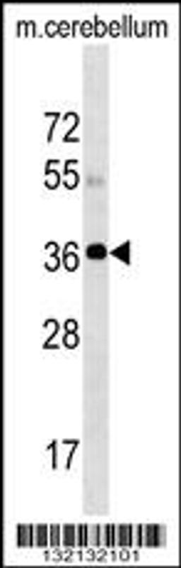 Western blot analysis in mouse cerebellum tissue lysates (35ug/lane).