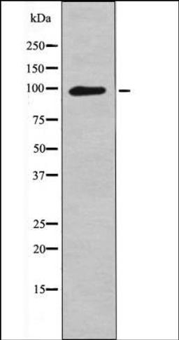 Western blot analysis of PMA treated Jurkat whole cell lysates using Leptin Receptor -Phospho-Tyr1141- antibody