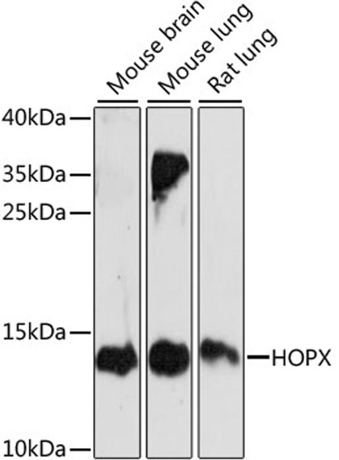 Western blot - HOPX antibody (A15537)