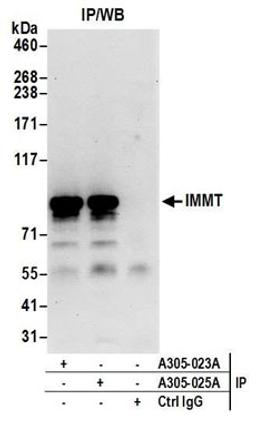 Detection of human IMMT by western blot of immunoprecipitates.