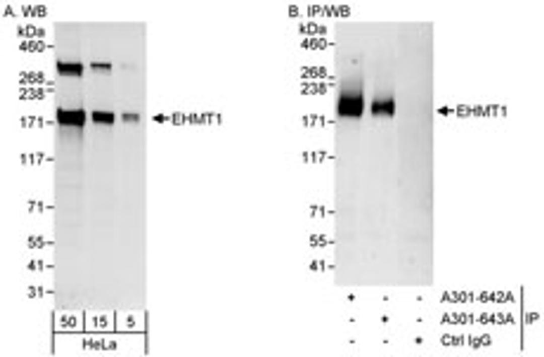 Detection of human EHMT1 by western blot and immunoprecipitation.