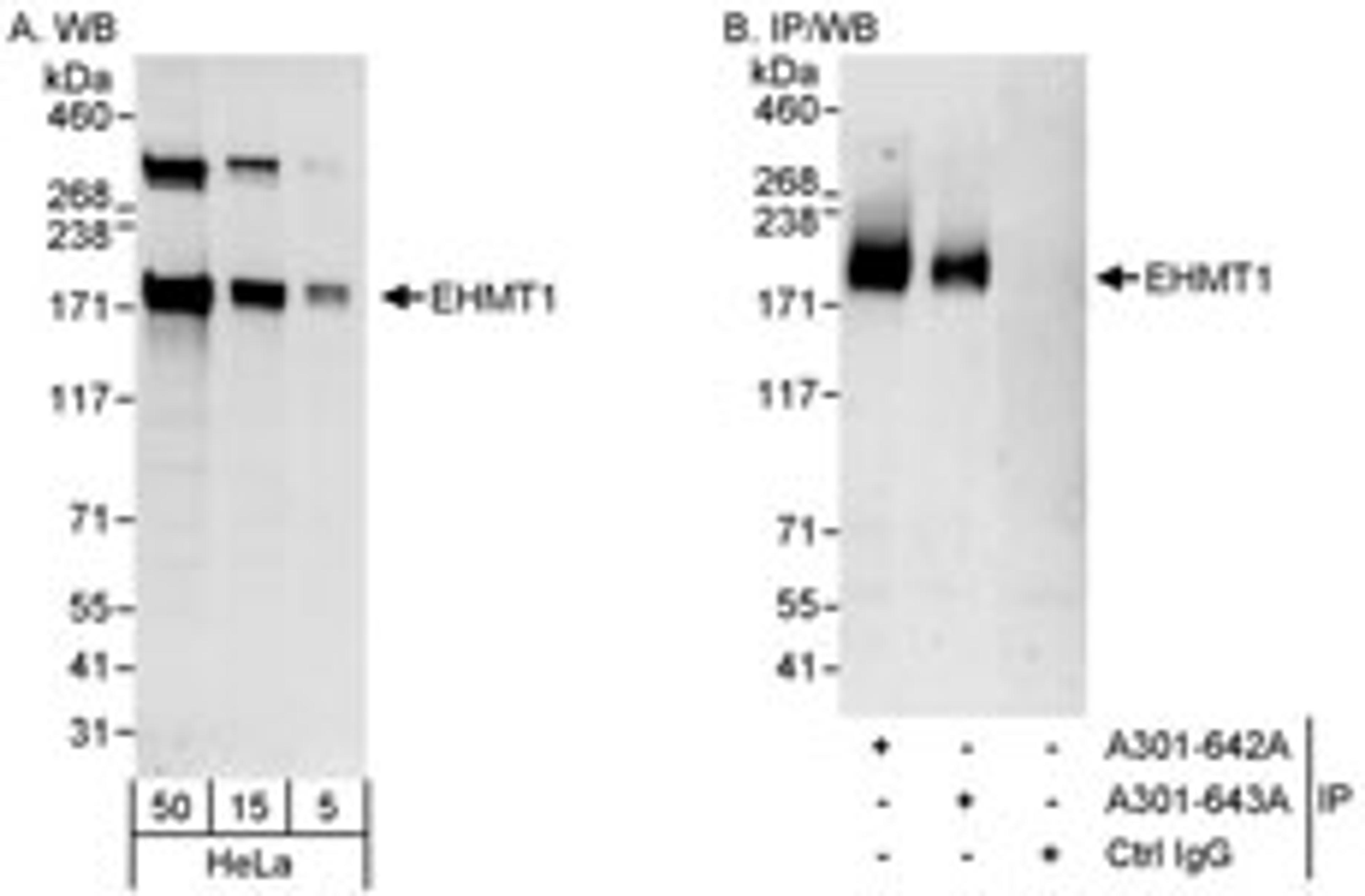 Detection of human EHMT1 by western blot and immunoprecipitation.