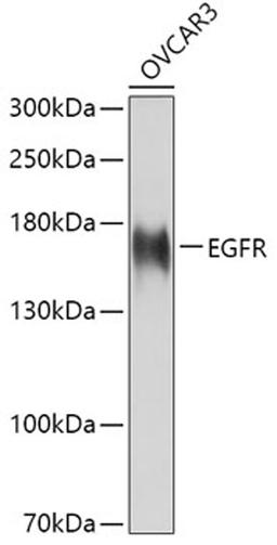 Western blot - EGFR antibody (A11351)