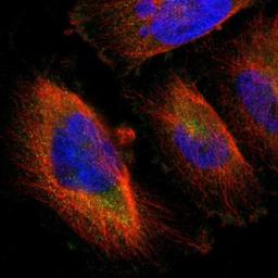 Immunocytochemistry/Immunofluorescence: LRCH3 Antibody [NBP1-81083] - Staining of human cell line U-251MG shows positivity in cytoplasm.