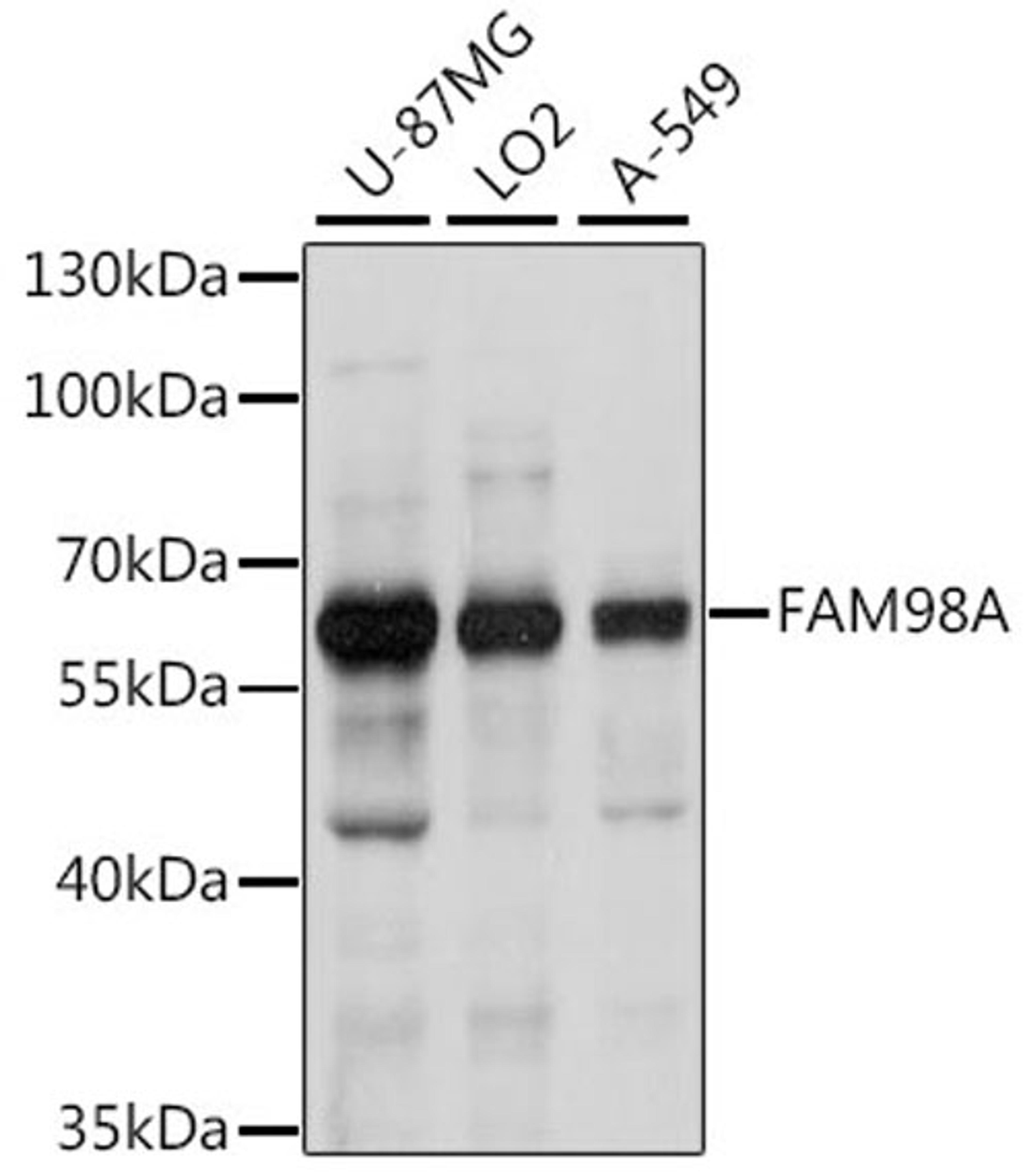 Western blot - FAM98A antibody (A15807)