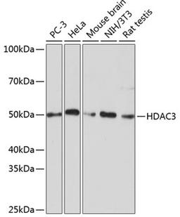 Western blot - HDAC3 antibody (A19537)