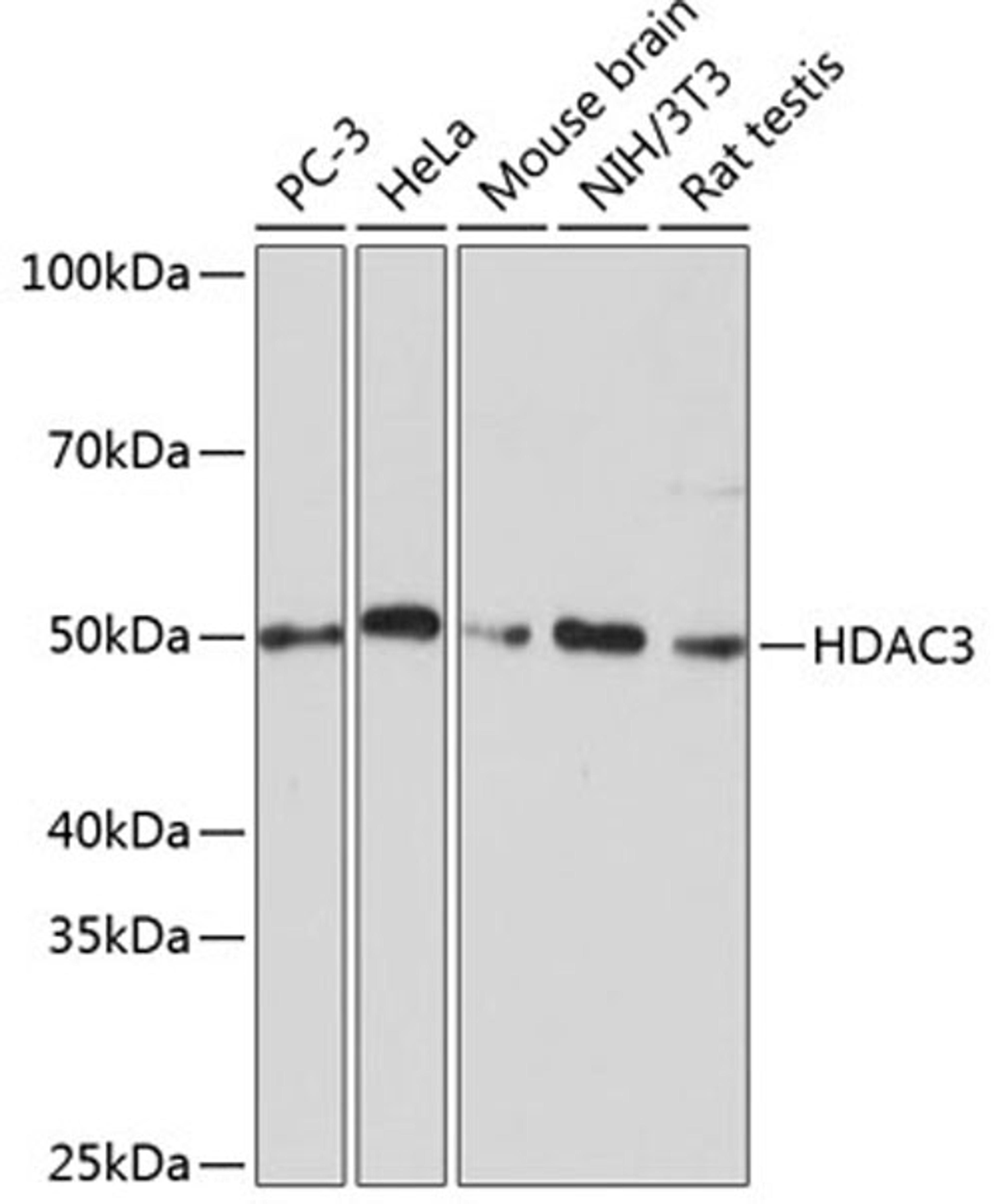 Western blot - HDAC3 antibody (A19537)